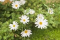 Wild daisies flowers in the wind, selective focus. Concept of seasons, ecology, green planet, natural green pharmacy Royalty Free Stock Photo