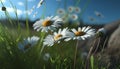 Wild Daisies In The Grass With A Blue Sky, Generative Ai Royalty Free Stock Photo