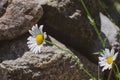 Daisies growing in the wild in the summer Royalty Free Stock Photo