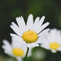 Daisies growing in the wild in the summer Royalty Free Stock Photo