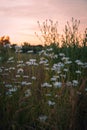 Wild daisies growing on a farm field in SkÃÂ¥ne Sweden