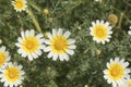 Wild daisies Ialysos Beach Rhodes