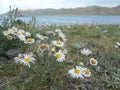 Wild daisies in the lonely steppe by vast Terkhiin Tsagaan lake, Arkhangai province, Mongolia.