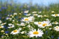 Wild daisies, many blurred flowers in the field, camomile