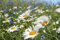 Wild daisies, many blurred flowers in the field, camomile Royalty Free Stock Photo