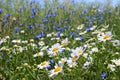 Wild daisies, many blurred flowers in the field, camomile Royalty Free Stock Photo