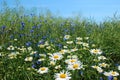 Wild daisies, many blurred flowers in the field, camomile