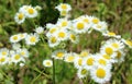 Wild daisies, many blurred flowers in the field, camomile Royalty Free Stock Photo