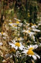 Wild daisies, many blurred flowers in the field, camomile Royalty Free Stock Photo