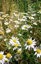 Wild daisies, many blurred flowers in the field, camomile Royalty Free Stock Photo