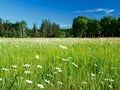 Beautiful daisy flower blossoms, Leucanthemum vulgare, in a tranquil forest meadow full of wild daisies. Royalty Free Stock Photo