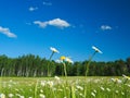 Beautiful daisy flower blossoms, Leucanthemum vulgare, in a tranquil forest meadow full of wild daisies. Royalty Free Stock Photo