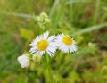 Wild daisies on meadow on a sunny summerday. Royalty Free Stock Photo