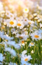 Wild daisies in morninglight Royalty Free Stock Photo
