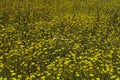 Wild Daisies and Wild Mustard