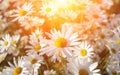 Wild daisies Royalty Free Stock Photo