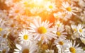 Wild daisies