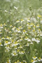 Wild daisies - portrait Royalty Free Stock Photo