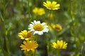 Wild daisies with yellow and white flowers Royalty Free Stock Photo