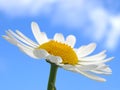 Wild daisy Royalty Free Stock Photo