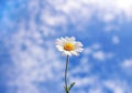 Wild daisy against blue sky with light clouds Royalty Free Stock Photo