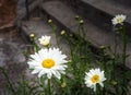 Wild daisy blooming