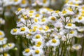 Chamomile flowering in Spring - Summer Field, Camomile - Matricaria chamomilla - in Nature, natural Herbs Royalty Free Stock Photo