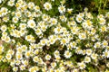 Chamomile flowering in Spring - Summer Field, Camomile - Matricaria chamomilla - in Nature, natural Herbs Royalty Free Stock Photo