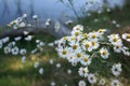 Wild Daisy Branch Royalty Free Stock Photo