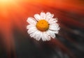 Wild daisy flower with drops of dew, at sunrise. Royalty Free Stock Photo