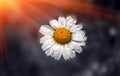 Wild daisy flower with drops of dew at sunset Royalty Free Stock Photo