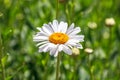 Wild daisy flower