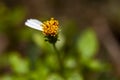 Wild daisy flower in color with just one petal.