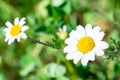 Wild daisy flower macro focused