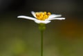 Wild daisy flower in color. Simplicity. Royalty Free Stock Photo