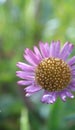 Beautifull Wild daisy flower, closeup view, on natural defocused blurred background.