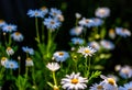 Wild daisy flowers growing on meadow. Royalty Free Stock Photo