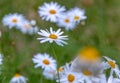 Wild daisy flowers growing on meadow. Royalty Free Stock Photo