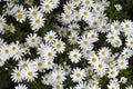 Wild daisy flowers growing on meadow. Meadow with lots of white and pink spring daisy flowers. panoramic spring web Royalty Free Stock Photo