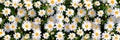 Wild daisy flowers growing on meadow. Meadow with lots of white and pink spring daisy flowers. panoramic spring Royalty Free Stock Photo