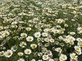 Wild daisy flowers growing on meadow, white camomile on green grass background. Oxeye daisy, Leucanthemum vulgare Royalty Free Stock Photo