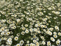 Wild daisy flowers growing on meadow, white camomile on green grass background. Oxeye daisy, Leucanthemum vulgare Royalty Free Stock Photo