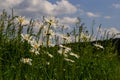 Wild daisy flowers growing on meadow, white chamomiles on blue cloudy sky background. Oxeye daisy, Leucanthemum vulgare, Daisies, Royalty Free Stock Photo