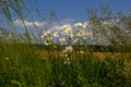 Wild daisy flowers growing on meadow, white chamomiles on blue cloudy sky background. Oxeye daisy, Leucanthemum vulgare, Daisies, Royalty Free Stock Photo