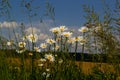 Wild daisy flowers growing on meadow, white chamomiles on blue cloudy sky background. Oxeye daisy, Leucanthemum vulgare, Daisies, Royalty Free Stock Photo