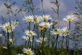 Wild daisy flowers growing on meadow, white chamomiles on blue cloudy sky background. Oxeye daisy, Leucanthemum vulgare, Daisies, Royalty Free Stock Photo