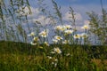 Wild daisy flowers growing on meadow, white chamomiles on blue cloudy sky background. Oxeye daisy, Leucanthemum vulgare, Daisies, Royalty Free Stock Photo