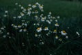 Wild daisy flowers growing on meadow, white chamomiles on green grass background. Oxeye daisy, Leucanthemum vulgare Royalty Free Stock Photo