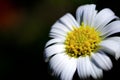 Wild daisy flowers growing on meadow, white chamomiles on green grass background. Oxeye daisy, Leucanthemum vulgare, Royalty Free Stock Photo