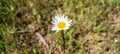 Wild daisy flowers growing on meadow, white chamomiles on green grass background. Oxeye daisy, Leucanthemum vulgare, Daisies, Dox- Royalty Free Stock Photo